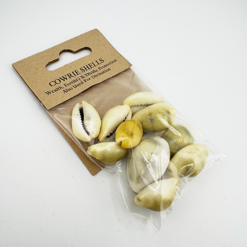 Cowrie Shells - Pack of 10