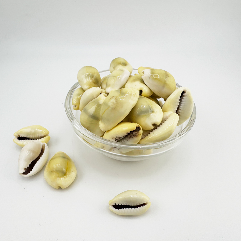 Cowrie Shells - Pack of 10