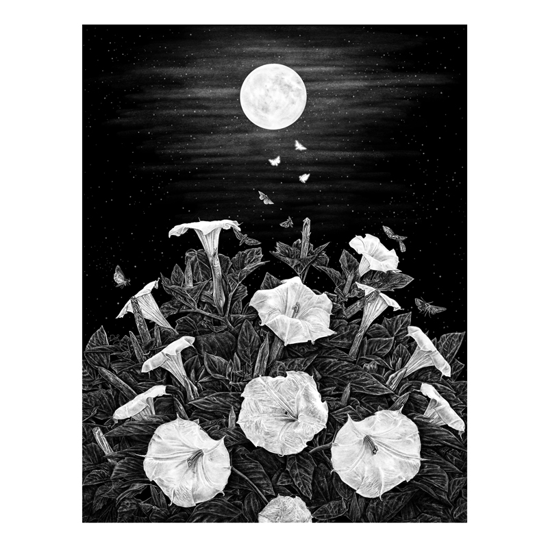 Datura Art Print